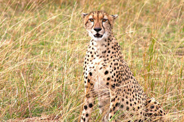Serengetti Cheetah