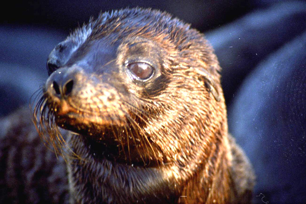 Galapagos Seal